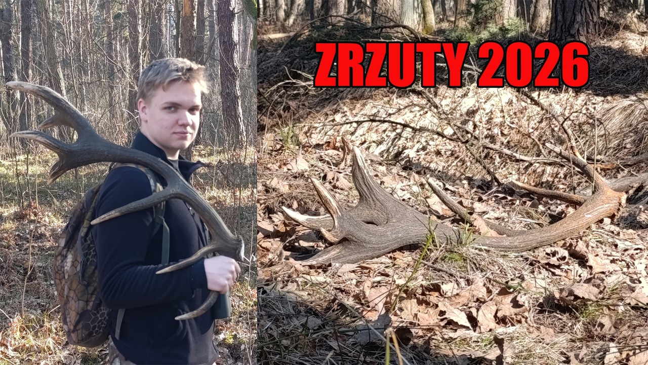 ZRZUTY2026 - Piękny świeży 16-tak z MEGA KORONĄ🔥❗