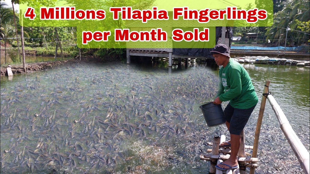 Dahil sa Tilapia at Hito, Umasenso ang Dating Taga-Harvest lang ng Mais