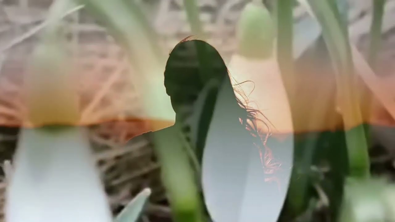 Жизнь, как подснежник...