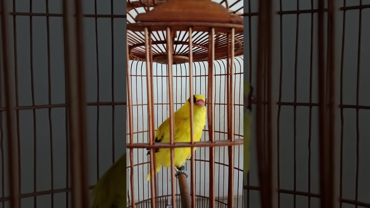 Pancingan kepodang gacor #kicaumania #kepodangemasgacor #burung 