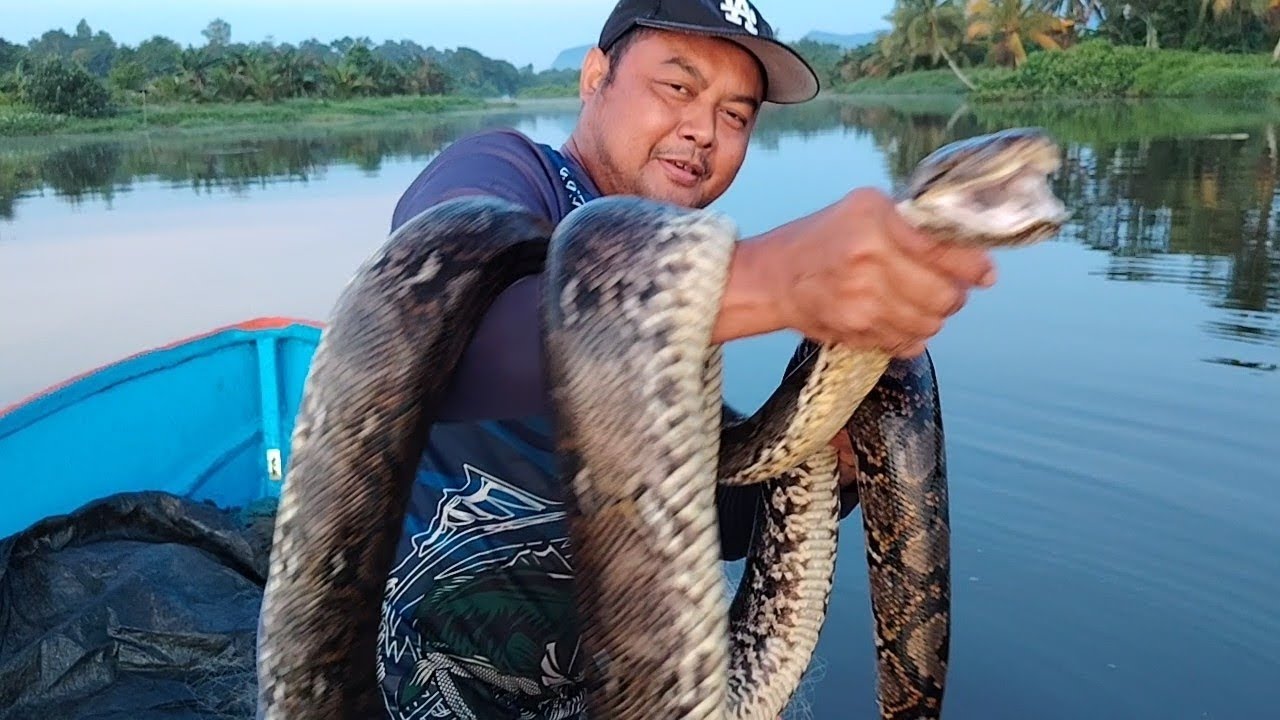 Tak disangka, Anaconda masuk pukat, masa tangkap ikan!! 