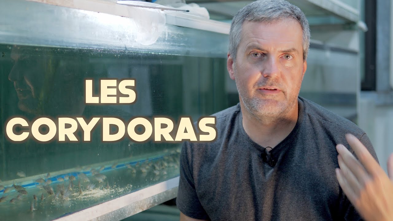 Les Corydoras (Floraquatic)
