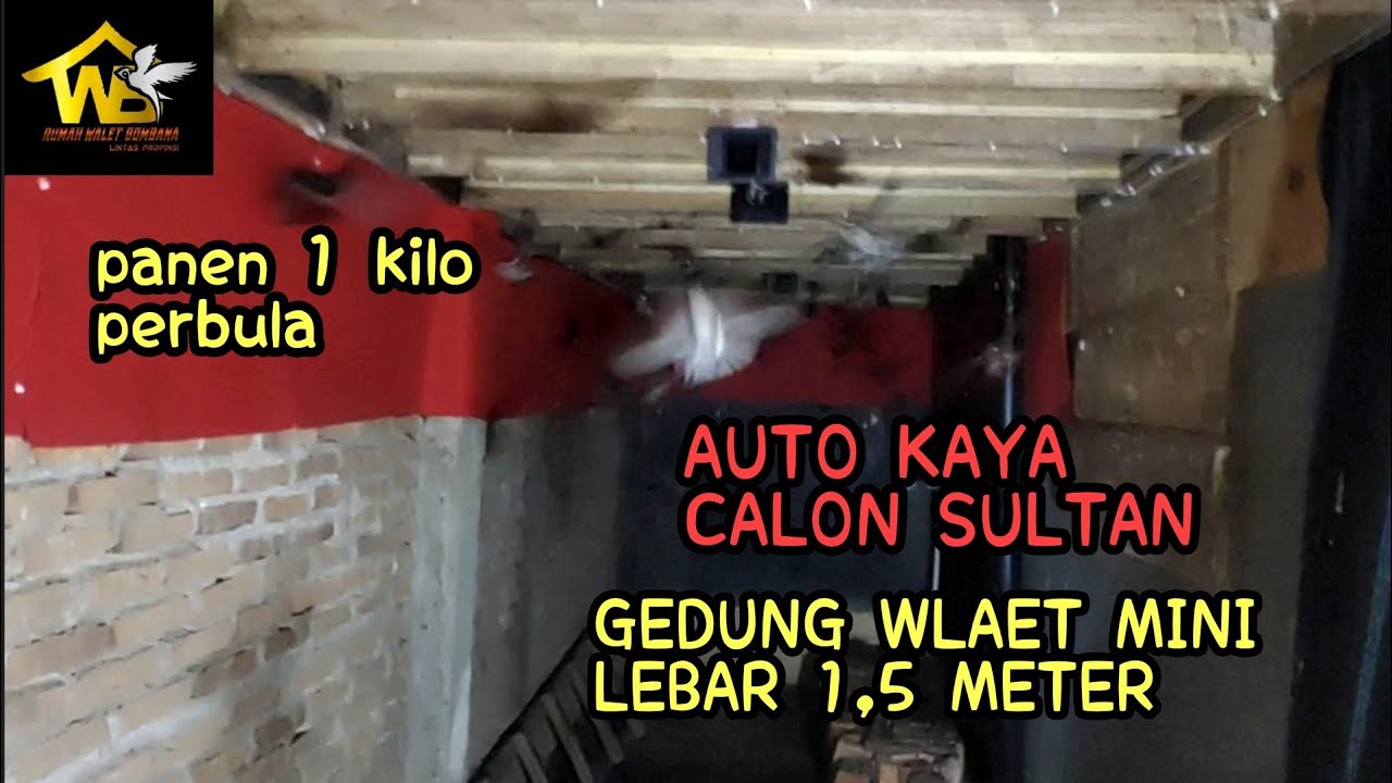 Gedung walet cuman lebar 1,5 meter panen 1 kilo perbulan, luar biasa..