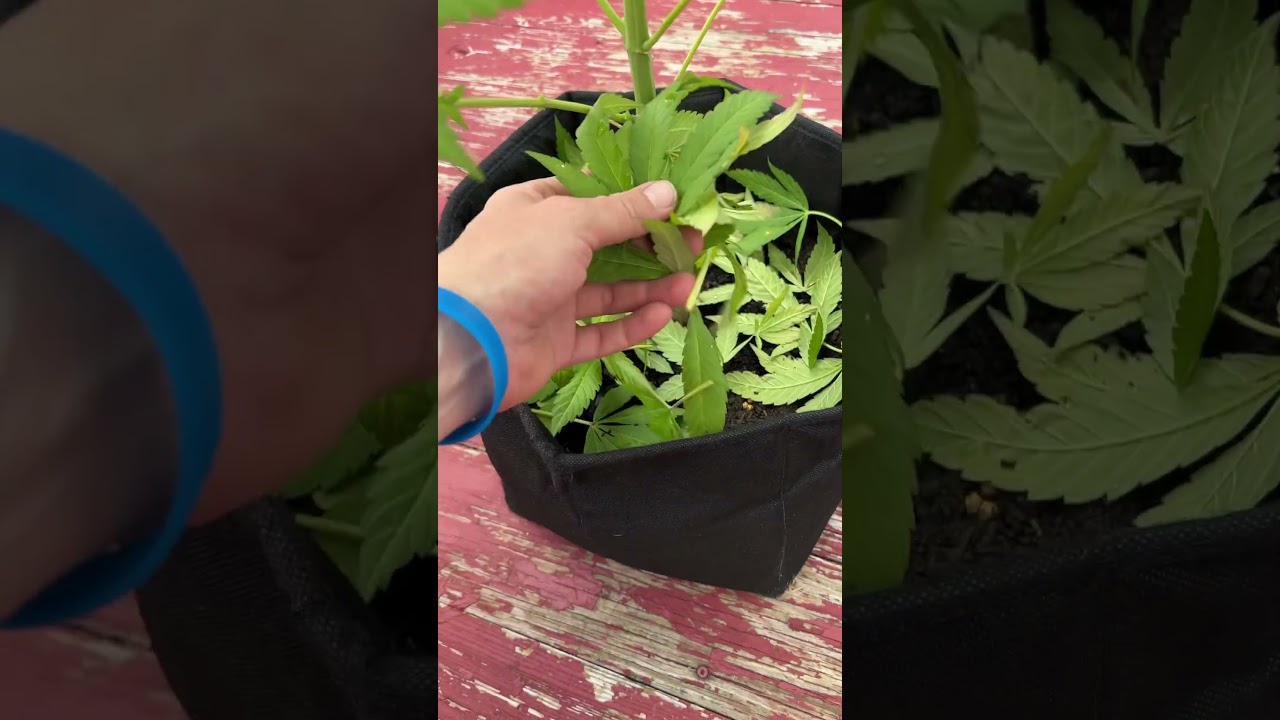 Am I cooked chat? I trimmed her! #nothingforsale #garden #cannabisdaily #fypシ゚viral #growlife