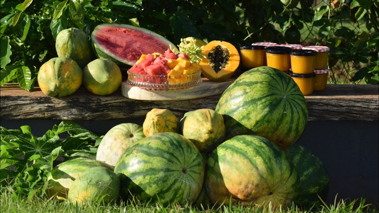 Letzte Wassermelonen-Ernte im Herbst 