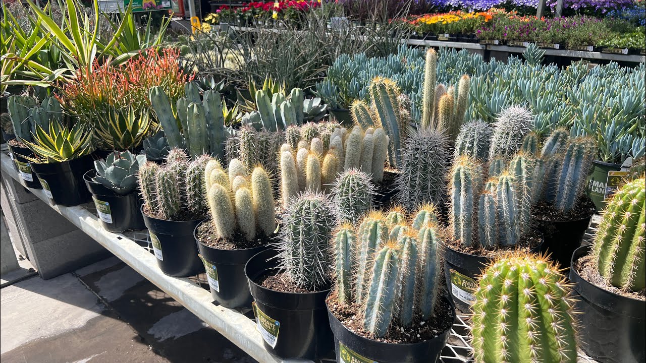 HOME DEPOT CACTUS AND SUCCULENT SHOPPING TOUR LAS VEGAS #cactus #plant #shopping