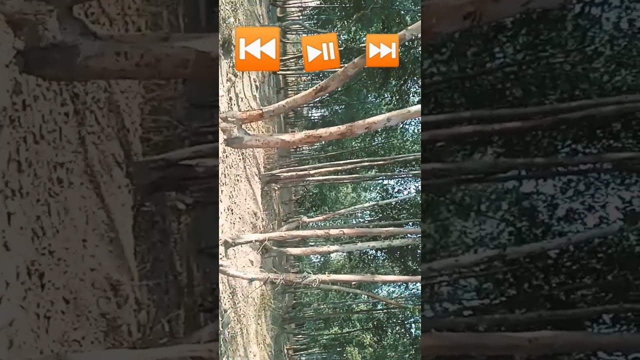Ghana jungle 2