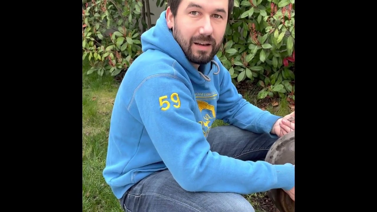 Rempotage d’un bonsaï Duranta