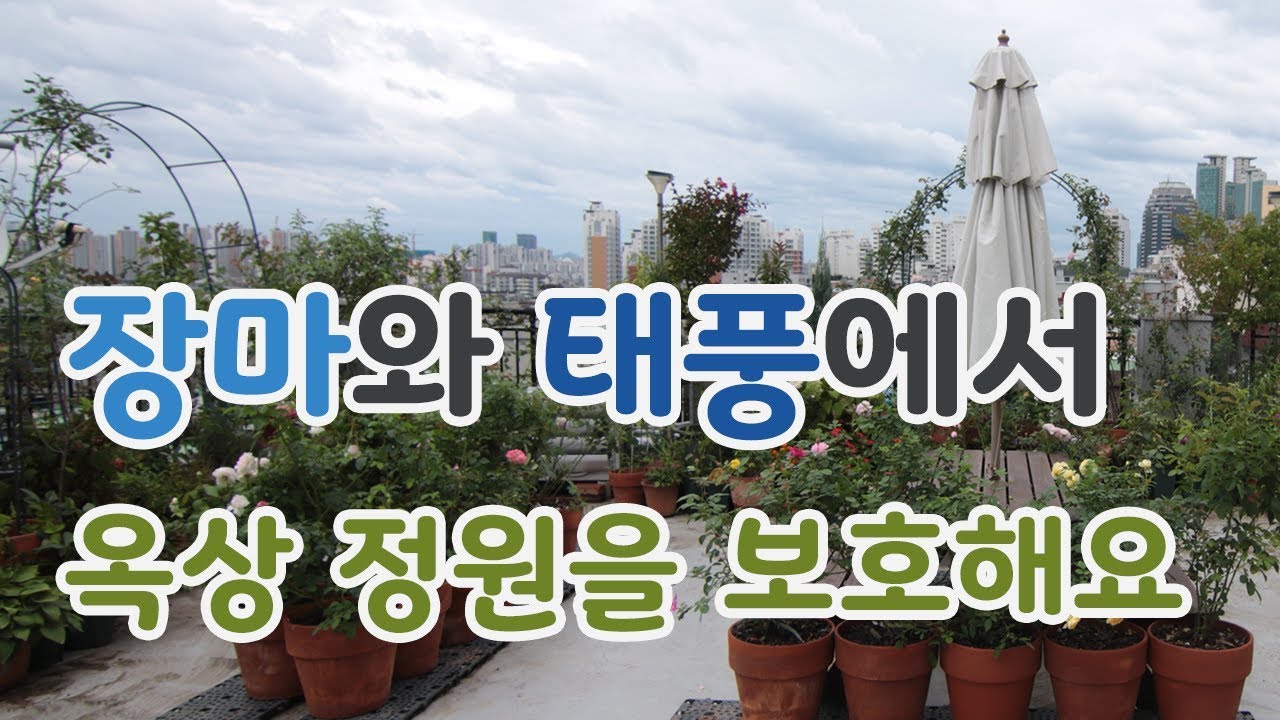 [치치의가드닝클래스] 장마와 태풍 속 옥상 정원 관리 방법_How to manage the rooftop garden during rainy and typhoon season?