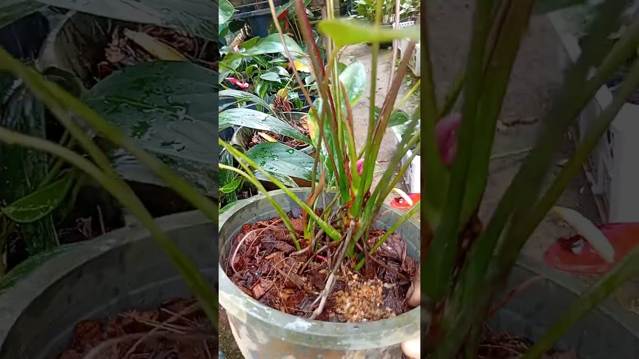 ඔන්න මගෙන් ආය 3500ට වටිනා මවිගස් 4කපැකේජ් එකක් කතා කරන්න 0771020879ට 💐💐26/03/02.
