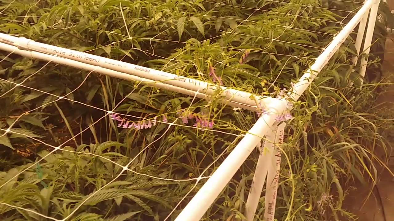 2nd cycle Notill Cultivation beds, pre98 Bubba Kush
