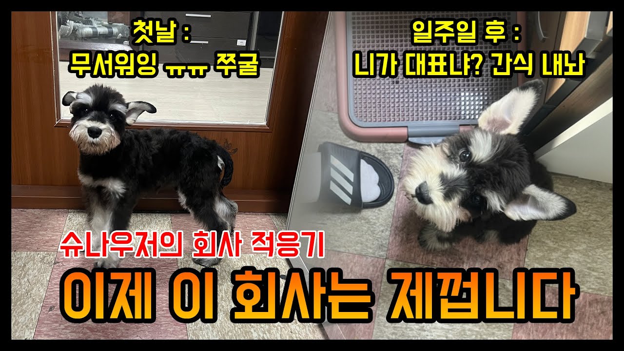 회사에 입양되어 온 귀여운 강아지 슈나우저의 적응, 성장, 훈련 이야기. 그 첫번째, 입양 후 일주일. #슈나우저, #반려견, #둥이