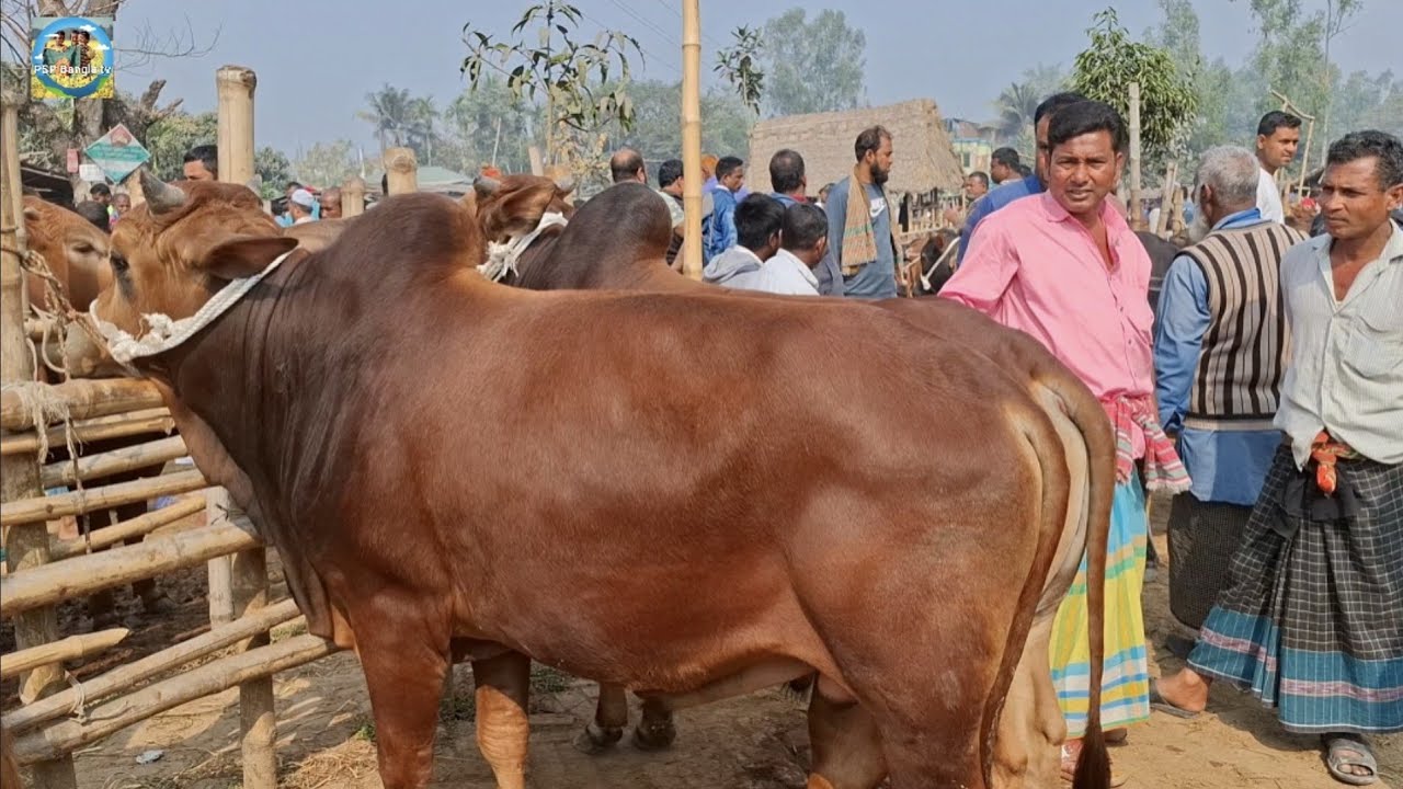 @ ১৯/২/২০২৬|| খামার উপযোগী ষাঁড় গরুর দাম আমবাড়ী হাটে||