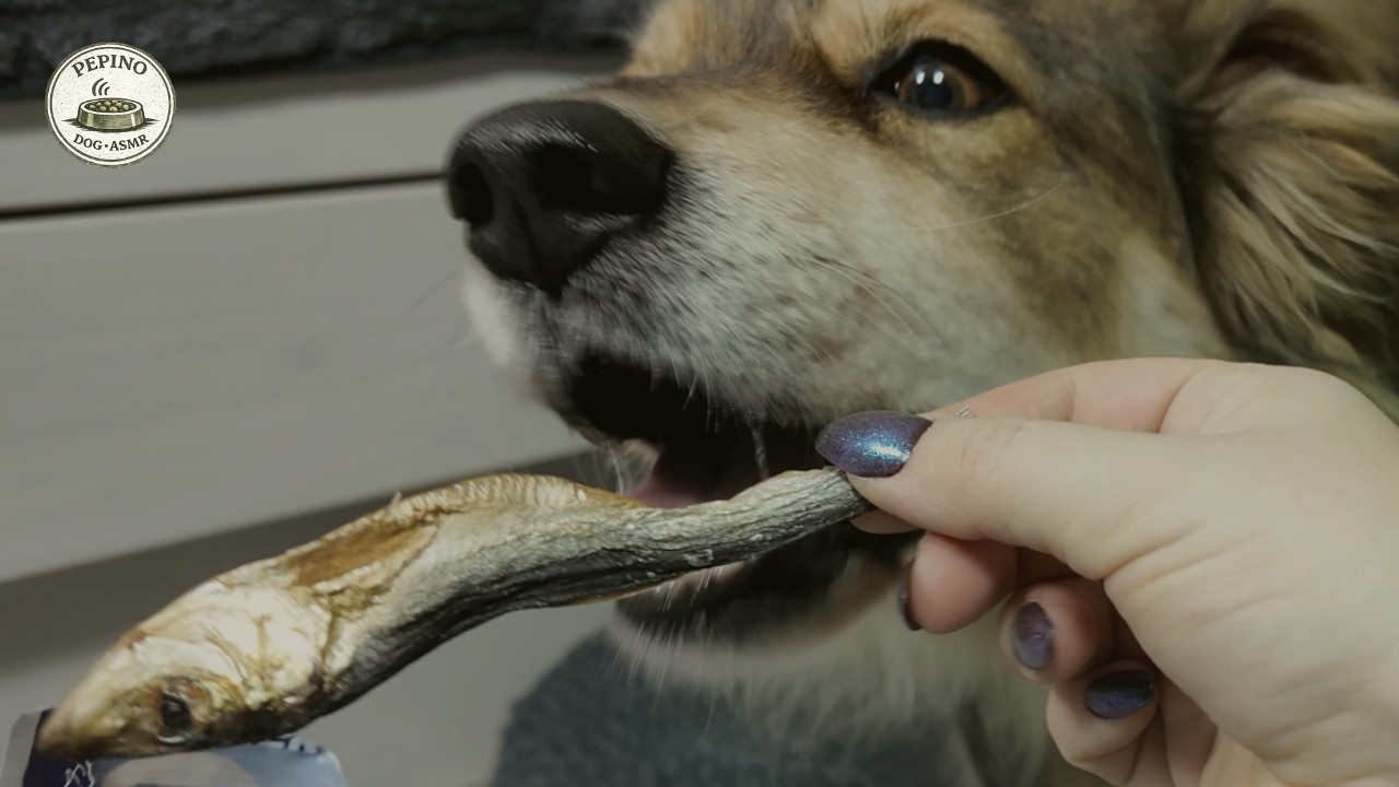 Dog Eating ASMR | Excited Dried Fish Snack (Crinkling & Chewing Sounds)