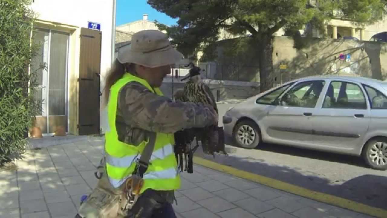 Effarouchement en ville sur pigeons avec des faucons