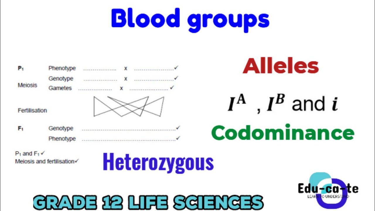 Blood groups - genetics and inheritance grade 12