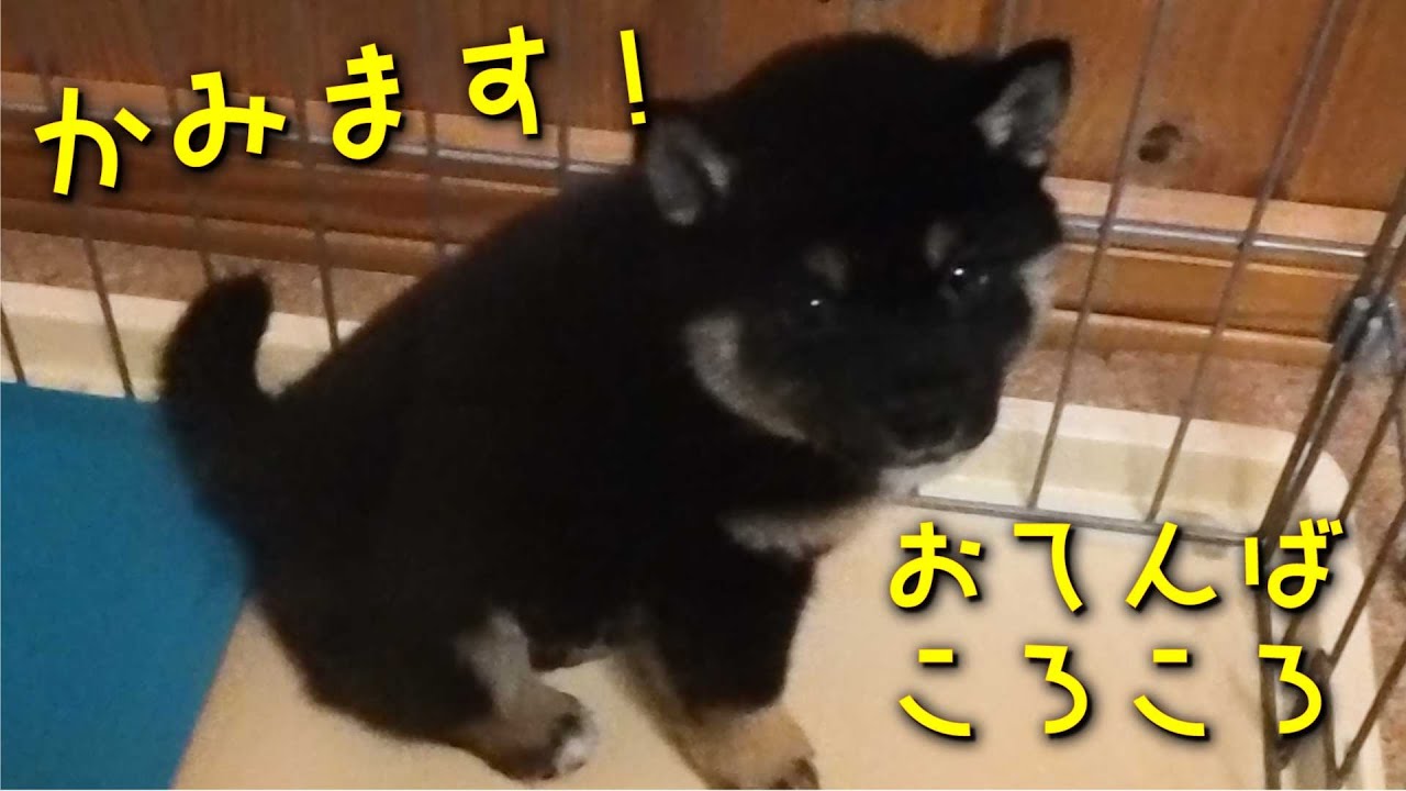 夜になっておちゃづけは、一層おてんばになるのです。