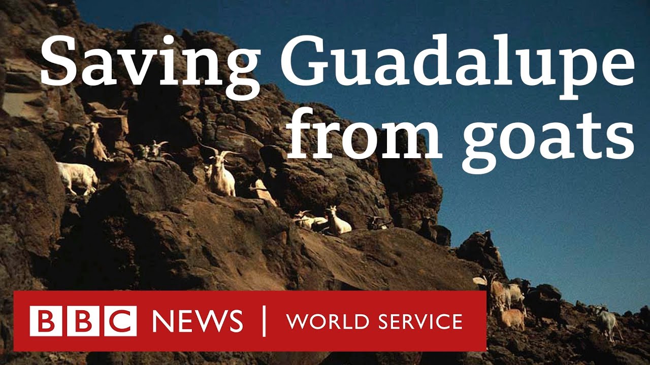 The Mexican island overrun by goats - BBC World Service, Witness History