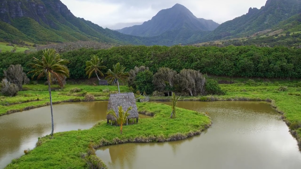 Soaring Over Oahu With The Sounds Of Nature! 🍃 🌴