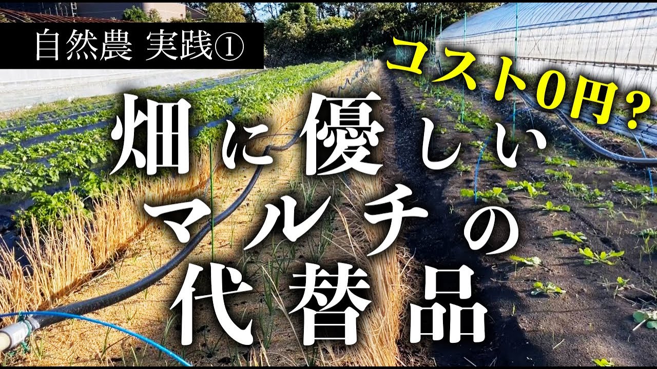 【自然農勉強中】ビニールマルチやめて○○に替えてみた！
