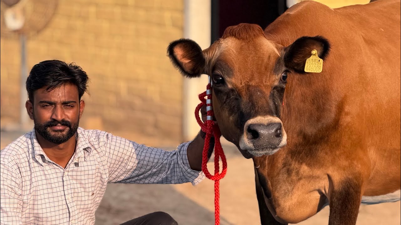 Top quality Breed with Full Records | ABS,WWs | Jashan Dairy Farm