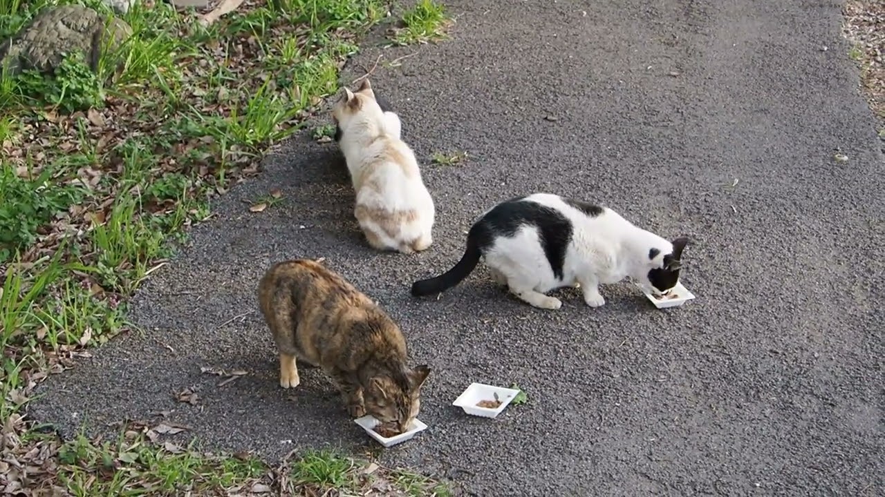 地域猫の暮らし2026/03/15 みんなでごはん,カラス