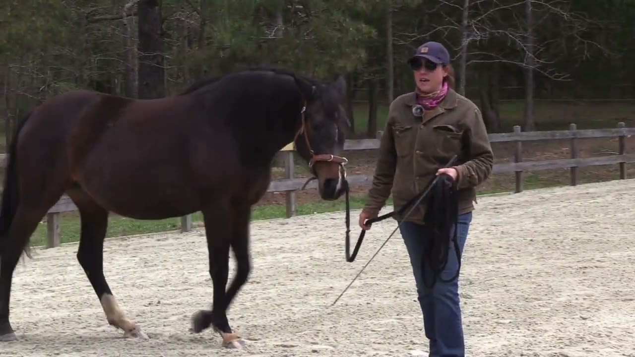 Teaching Turn on Haunches