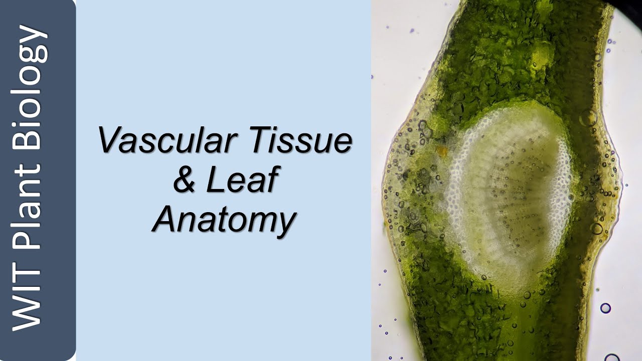 Vascular Tissue & Leaf Anatomy for SETU Plant Biology