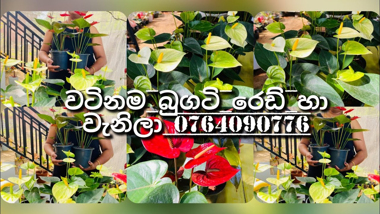 වටිනම බුගටි රෙඩ් එක්ක වැනිලා යෙලෝ...0764090776