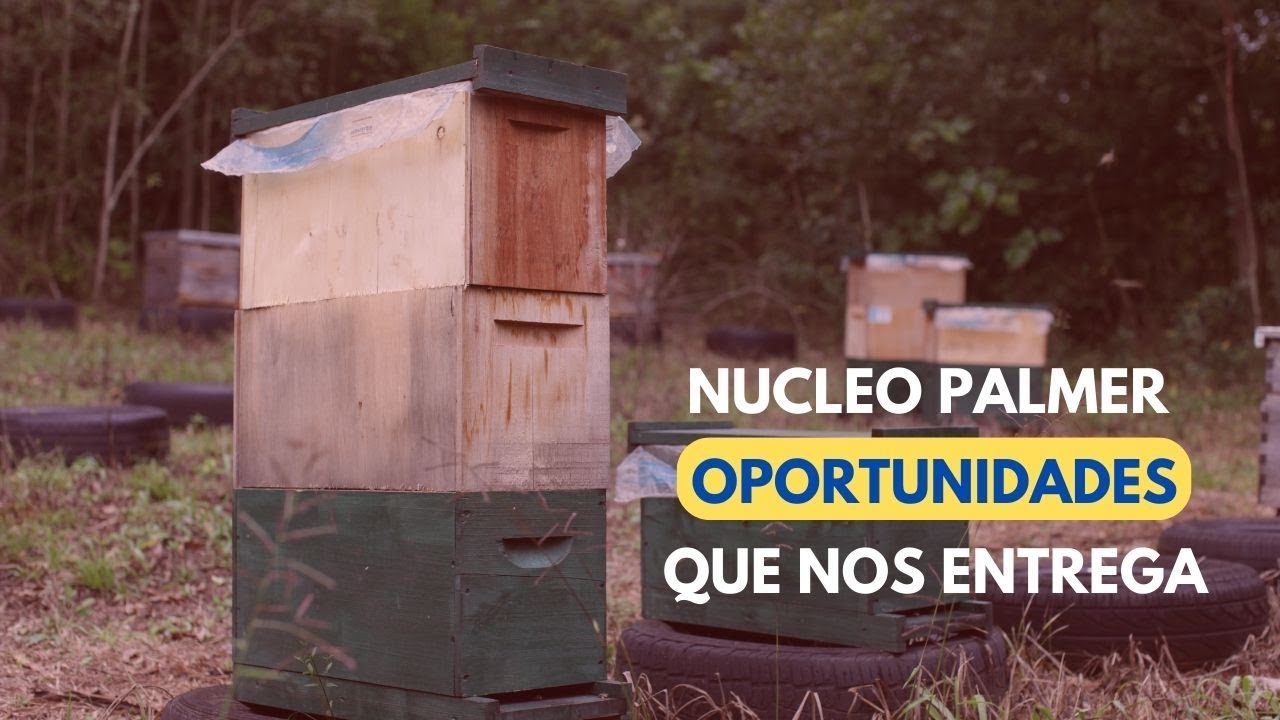Revisão e Manejo Núcleo PALMER