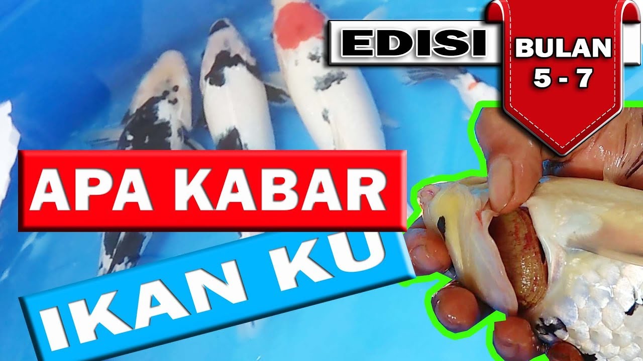 #PART 2 JAMUR INSANG PADA IKAN KOI DAN PENYEMBUHANNYA (PROSES KARANTINA TERAKIR)