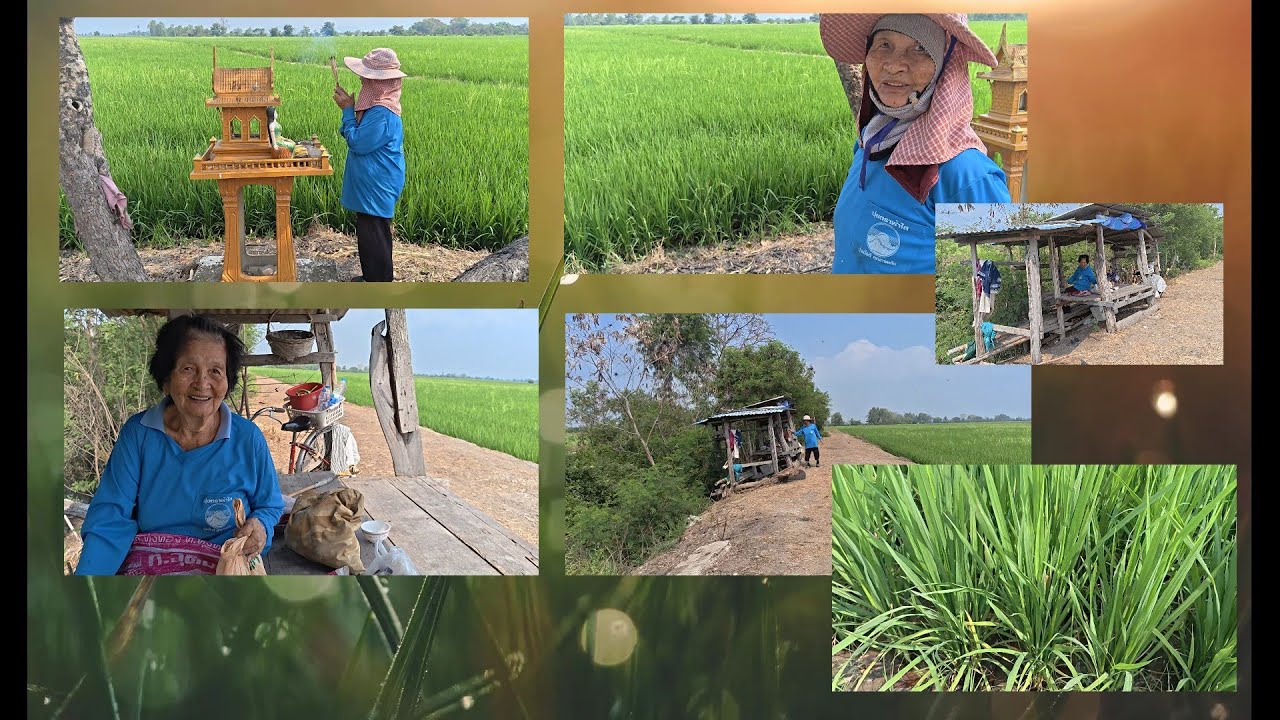 ตามยายวัย 81 ไปไหว้เจ้านา เรียนรู้วิธีการทำนาที่ไม่ให้หญ้าเยอะแบบภูมิปัญญาชาวบ้าน บรรยากาศดีมากเลย