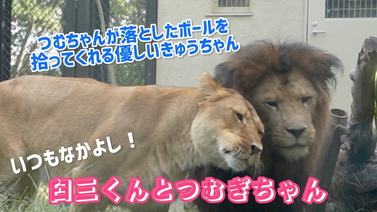 【茶臼山動物園ライオン】臼三くんとつむぎちゃん