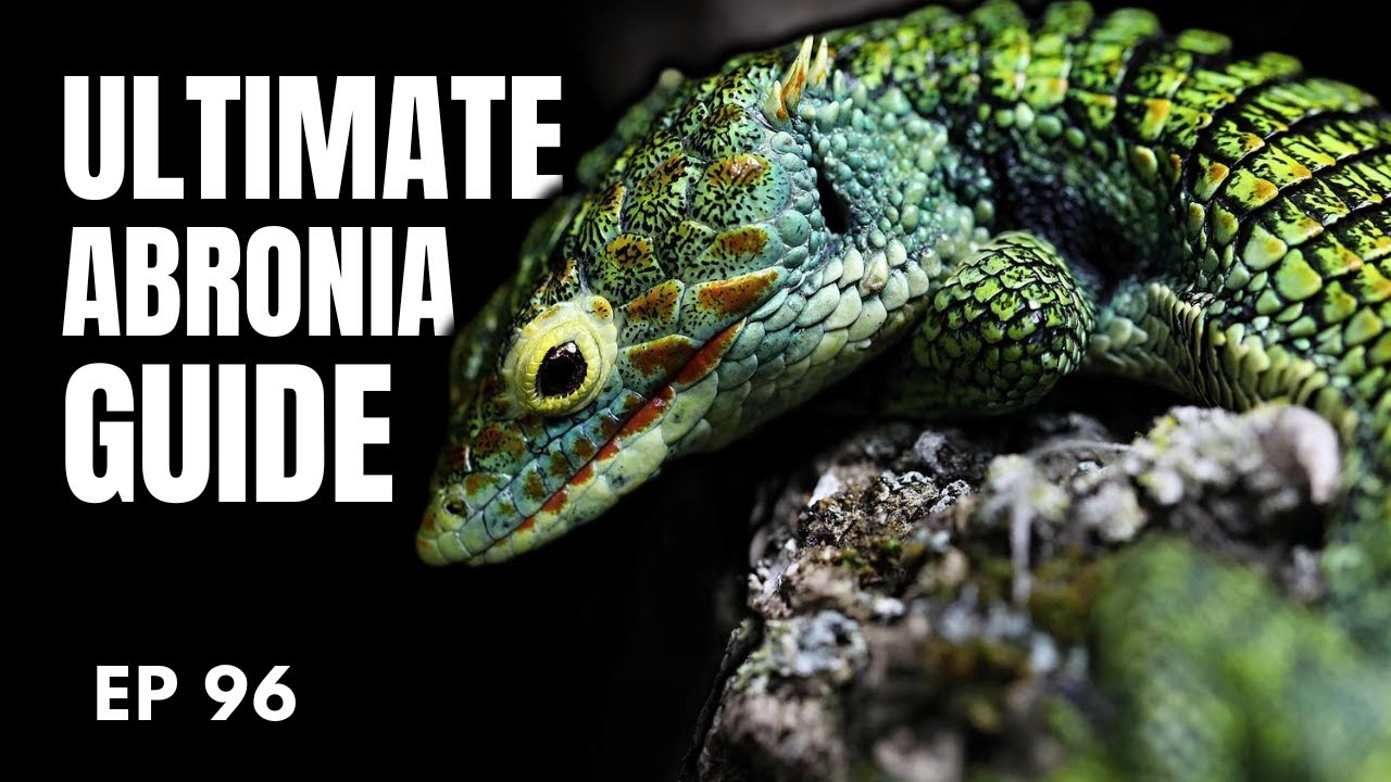 Abronia Lizards | The Ultimate Guide