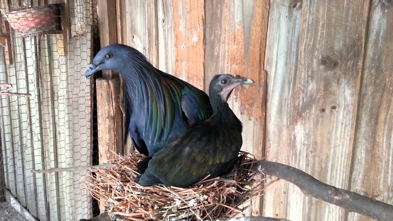 Nicobar Pigeons Colony