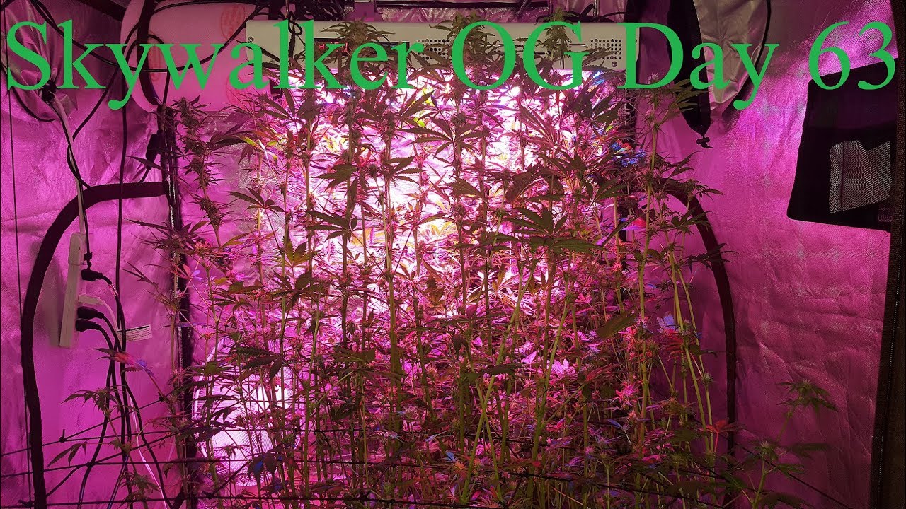 Cloudponics Grow Tent Day 63 Skywalker OG