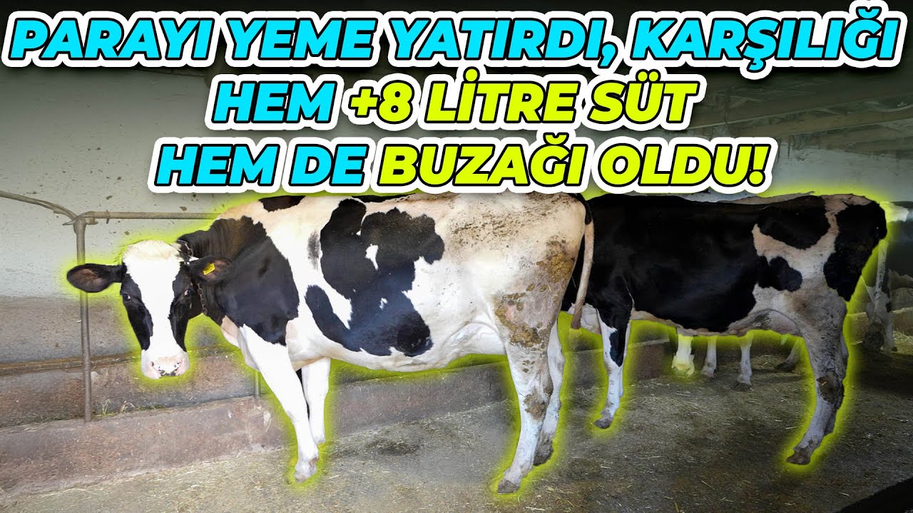 Parayı Yeme Yatırdı, Karşılığı Hem +8 Litre Süt Hem De Buzağı Oldu!