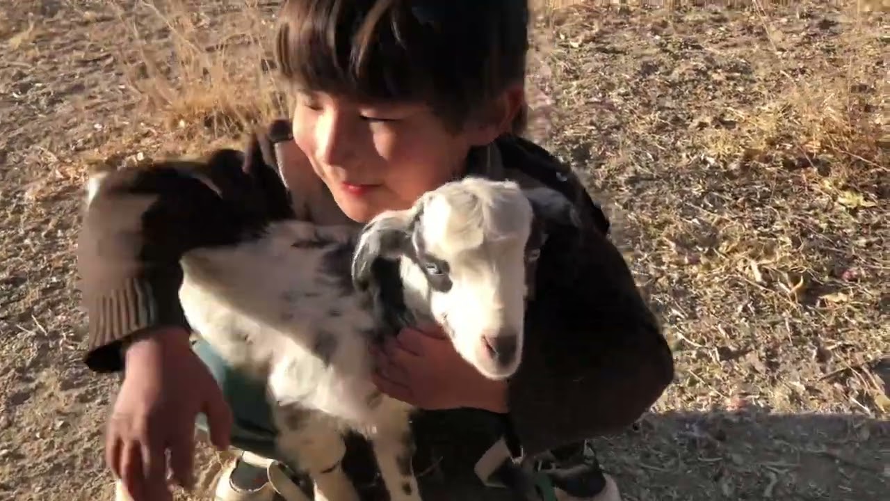 Child playing with baby goats#deliciousfood #cutebaby #baby 