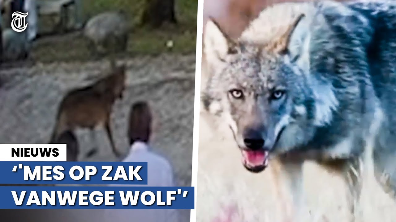Expert waarschuwt: hierom gaan we wolf vaker in stedelijk gebied zien