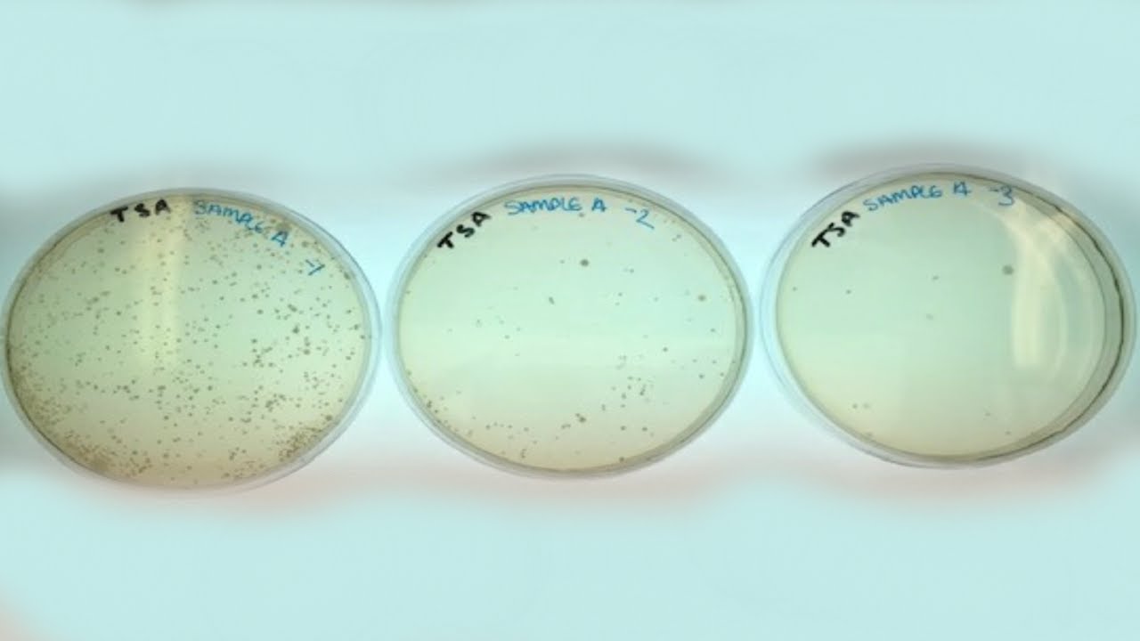 2. Level 3 Microbiology | Microbiology analysis of shrimp