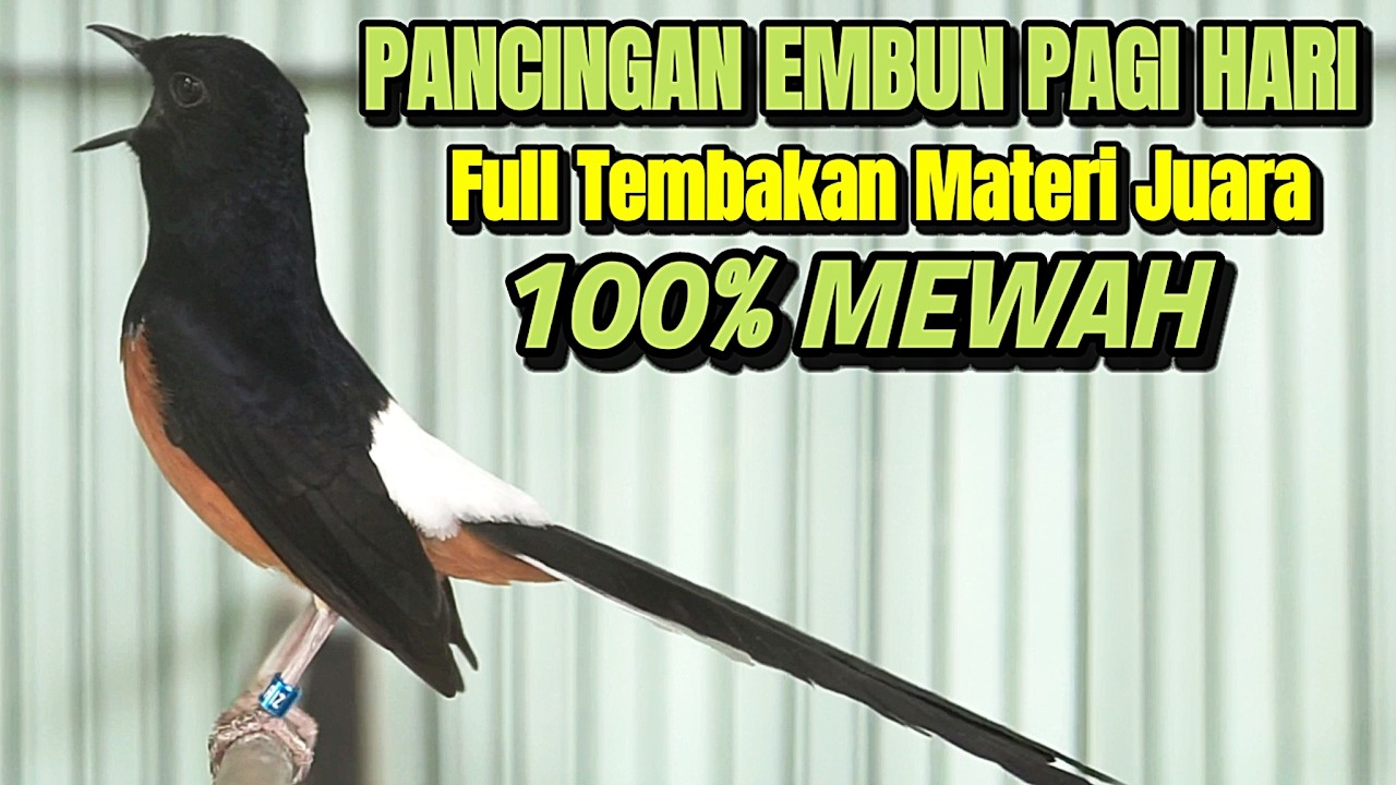 PANCINGAN MURAI BATU GACOR DI PAGI HARI SANGAT AMPUH BUAT MASTERAN MURAI AGAR IKUT BONGKAR ISIAN