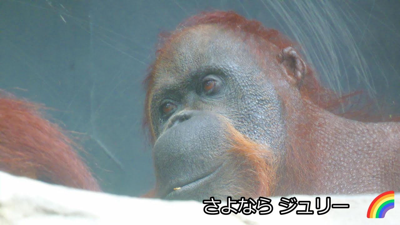 さよならジュリー 🌈　多摩動物公園　オランウータン　202508