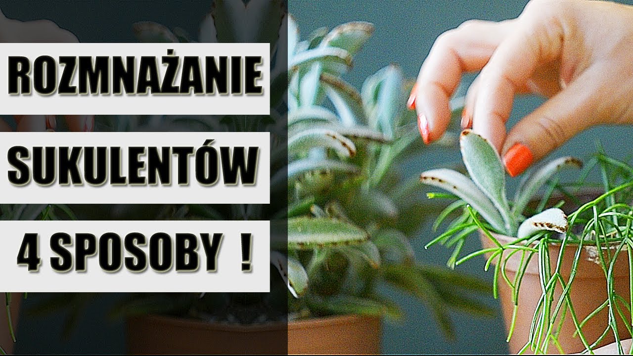 Jak rozmnażać SUKULENTY  🌵 4 sposoby na rozmnażanie sukulent&oacute;w