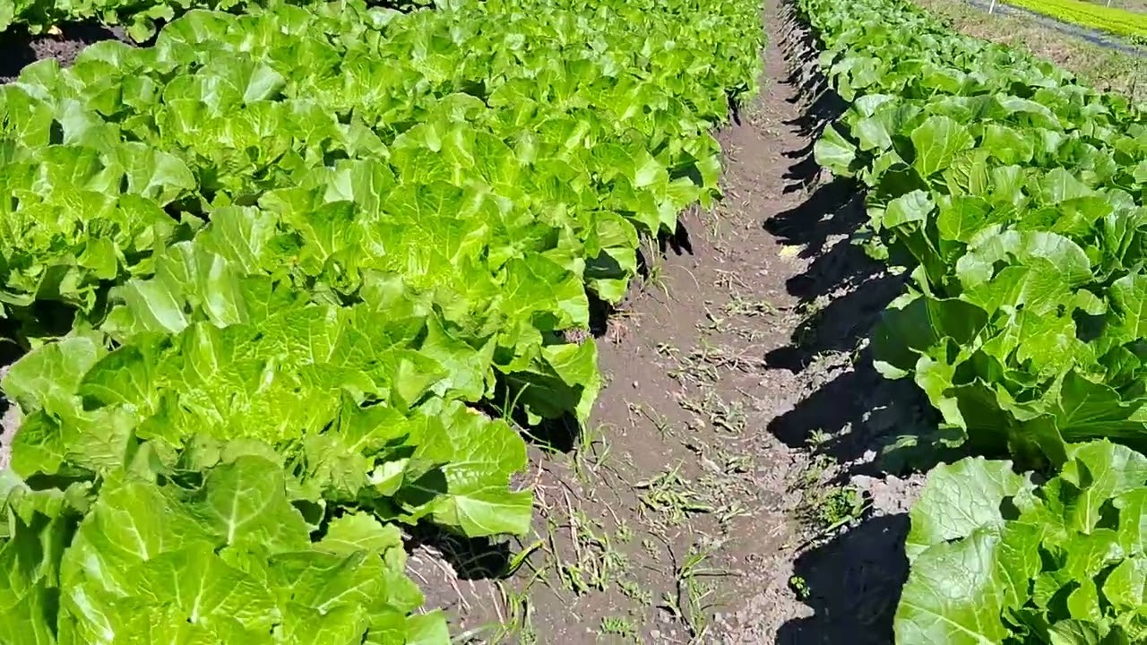 Plantação de hortaliças