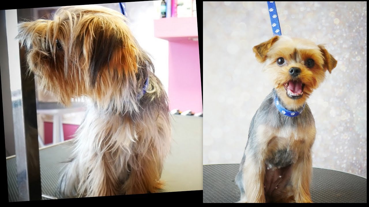 PetGroooming - Yorkie Transformation #93
