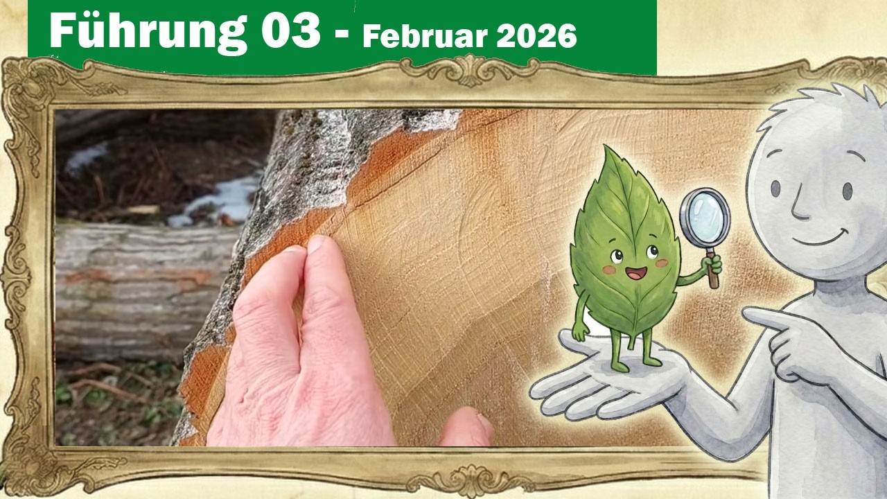 Botanik-Führung 03 - Aufbau Bäume und Funktion der Schichten (Phloem, Xylem, Splint-/Kernholz)