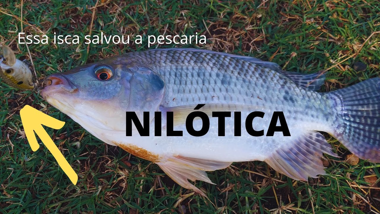 Pescaria de tilápia Nilótica com isca artificial | Conjunto ultralight |@peixevivovalemais
