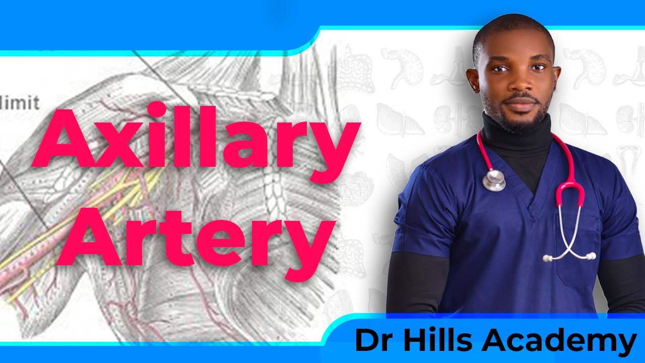 Axillary Artery Anatomy(1/2): Course, Divisions, Relations [Simplified]