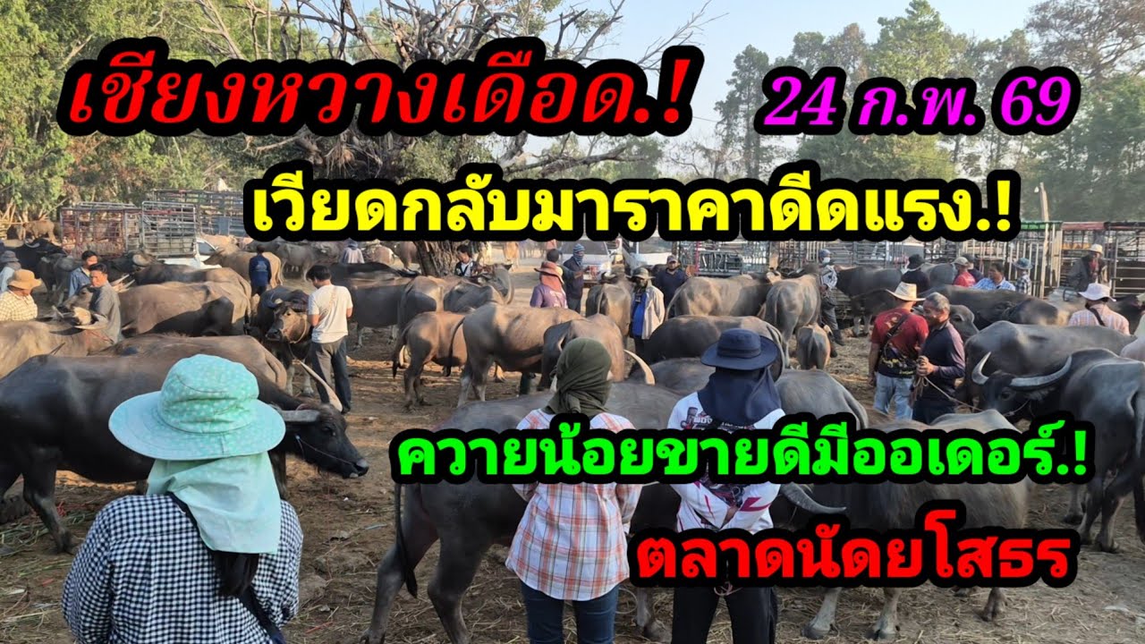 ราคาควายวันนี้ 24 ก.พ. 69 ตลาดนัดบ้านเชียงหวาง จ.ยโสธร#เปิดราคาควายน่าซื้อ#ซื้อขายควายงามน่าเลี้ยง