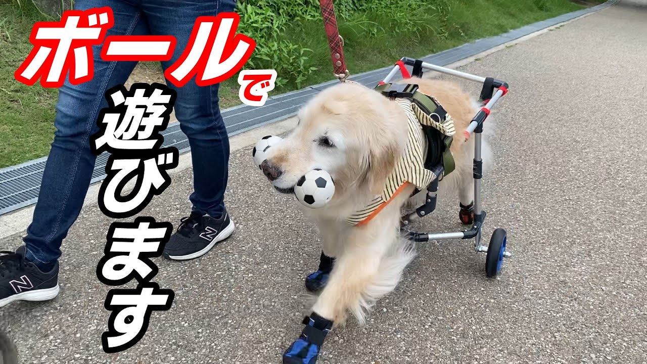 【後ろ足が動かない】だけで、なにも変わりません。【ワンコの車椅子】で、お散歩だってボール遊びだって出来ちゃいます。